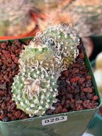 Rare Triple Heads Seed‑Grown Turbinicarpus #253