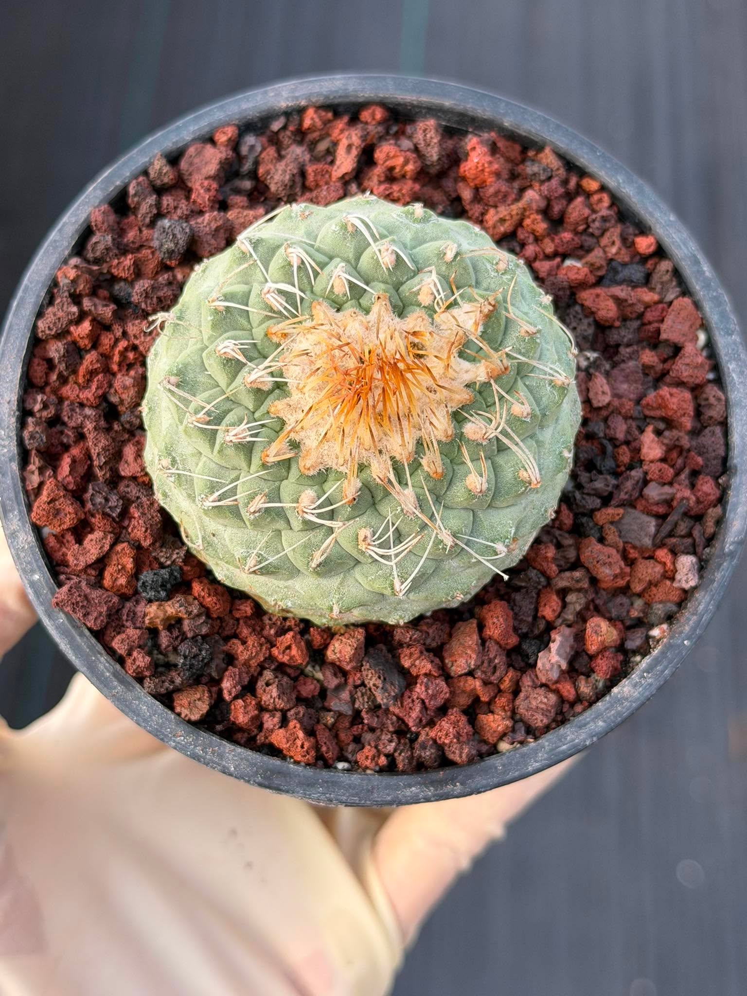 Strombocactus #174 — Rare Seed-Grown Collector Cactus