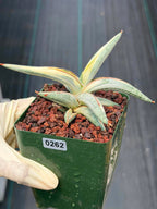 Sansevieria Blue Clone #262 | Rare Snake Plant | Compact Collector Specimen