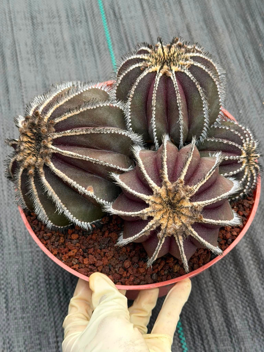 Uebelmannia Pectinifera Cluster #35 | Rare Purple Ribbed Cactus | Live Collector Specimen