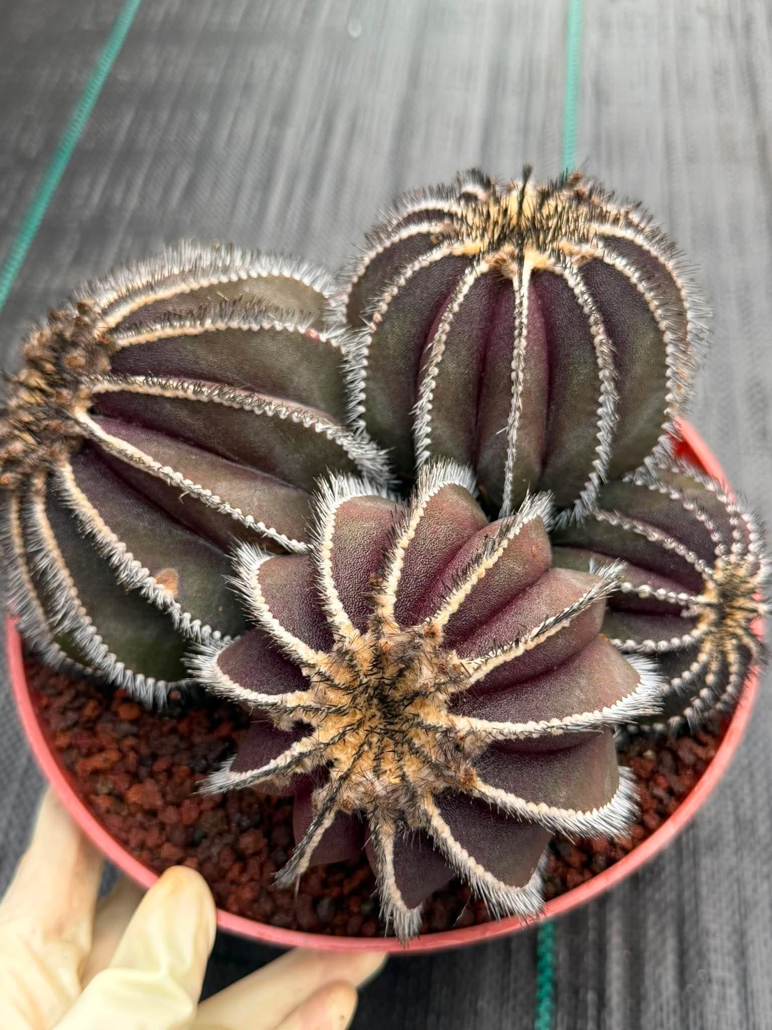 Uebelmannia Pectinifera Cluster #35 | Rare Purple Ribbed Cactus | Live Collector Specimen
