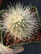 Copiapoa Krainziana Offset #224 | Rare Collector Cactus | Seed Grown Succulent