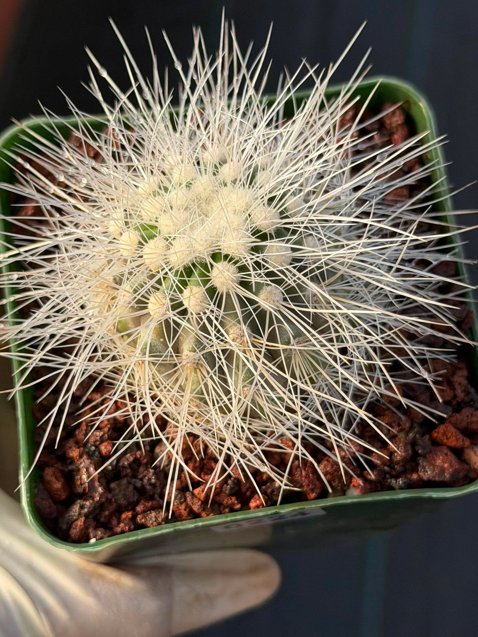 Copiapoa Krainziana Offset #224 | Rare Collector Cactus | Seed Grown Succulent