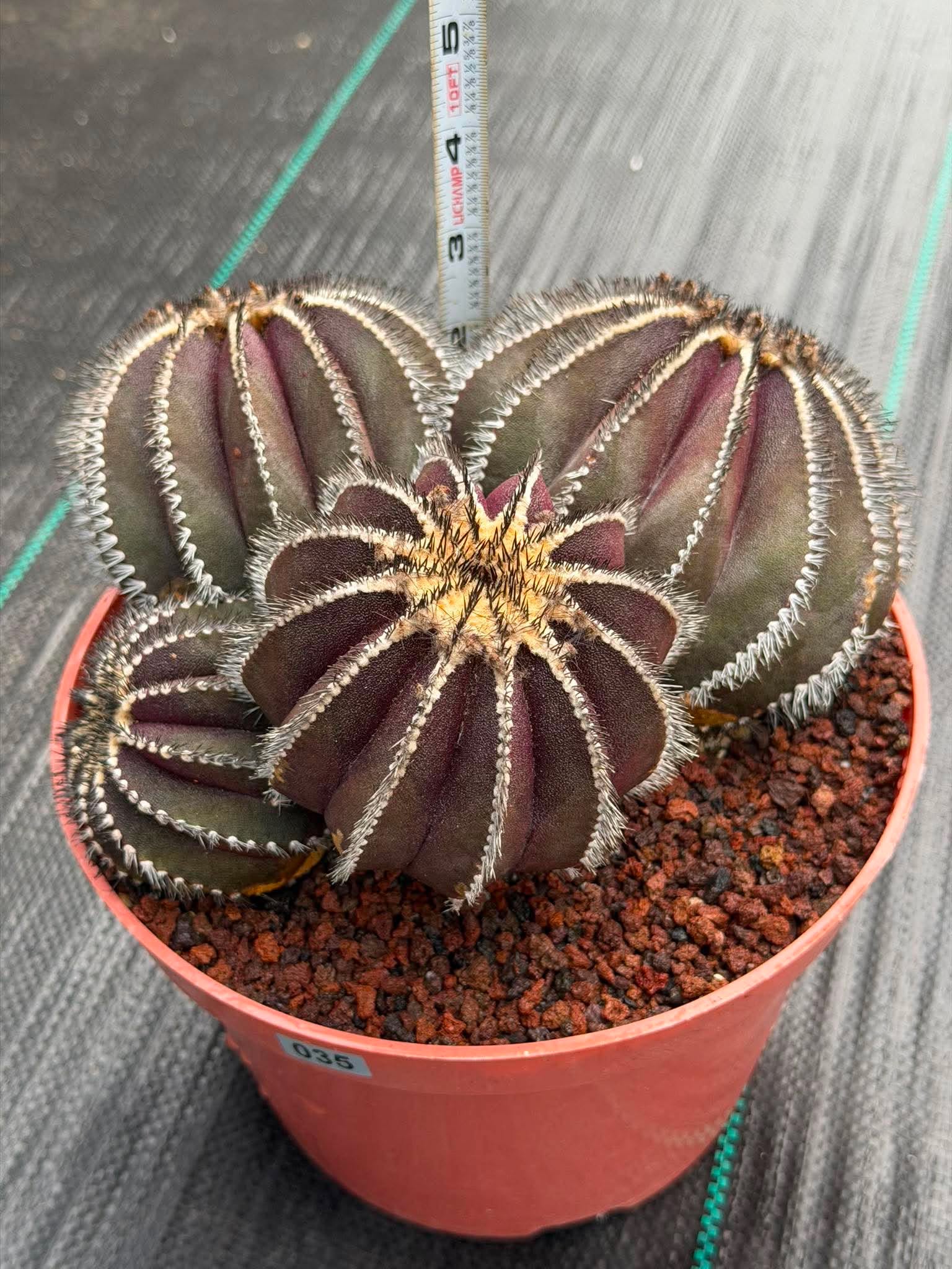Uebelmannia Pectinifera Cluster #35 | Rare Purple Ribbed Cactus | Live Collector Specimen