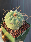 Matucana Busy Spine #228 | Rare Collector Cactus | Dense Spination Succulent
