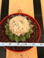 Discocactus heptacanthus × placentiformis Hybrid #175 — Rare Collector Cactus