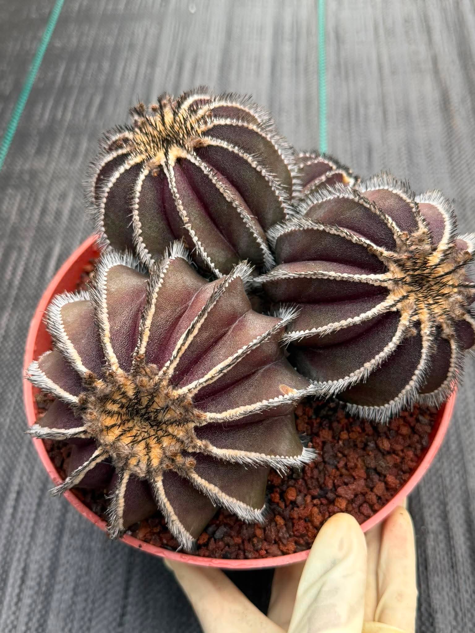 Uebelmannia Pectinifera Cluster #35 | Rare Purple Ribbed Cactus | Live Collector Specimen