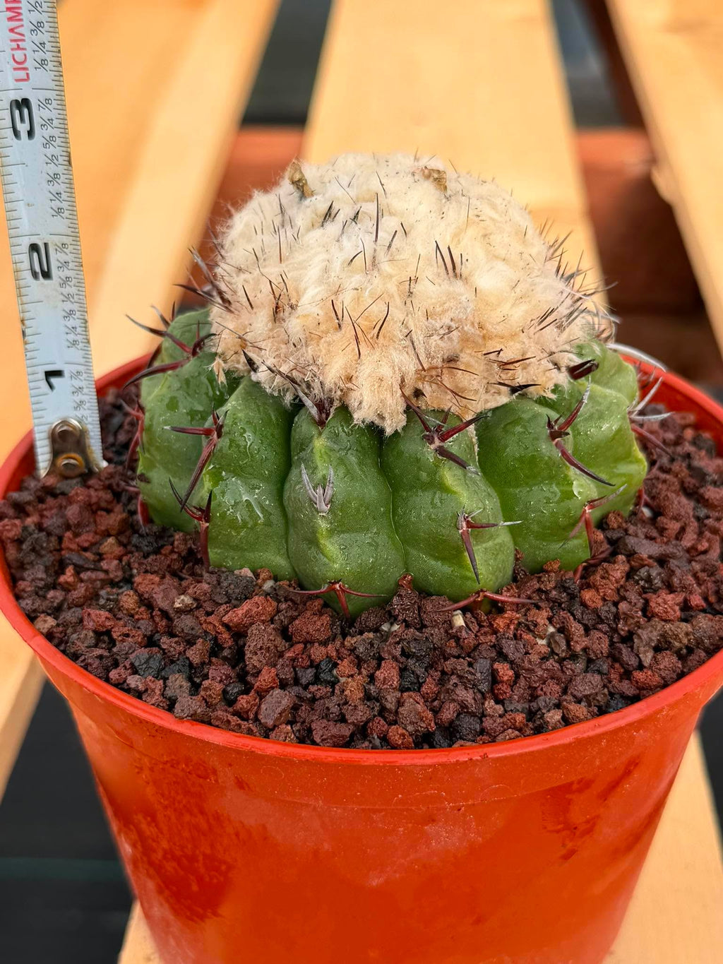 Discocactus heptacanthus × placentiformis Hybrid #175 — Rare Collector Cactus