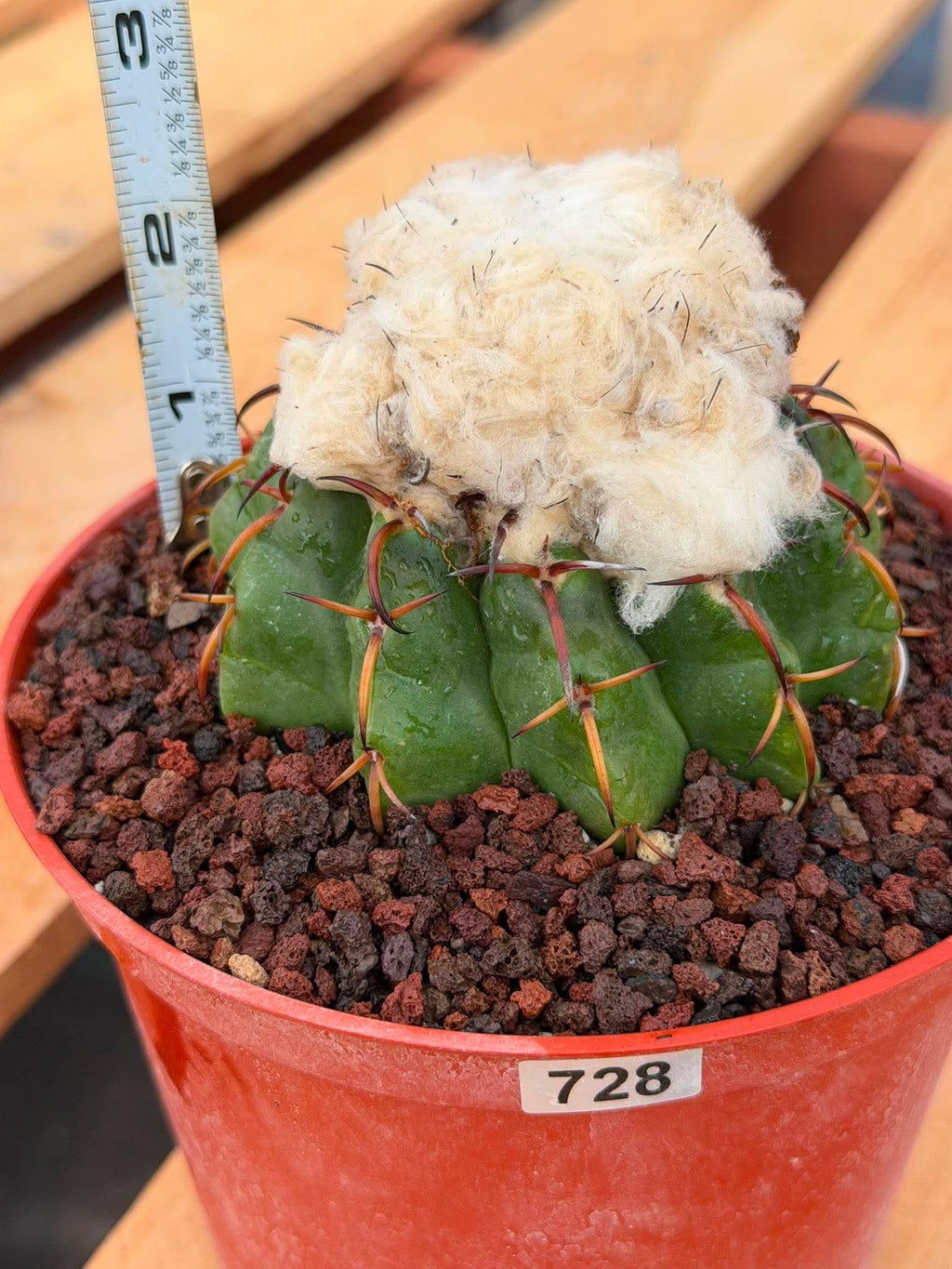 Discocactus heptacanthus × placentiformis Hybrid #728 — Rare Collector Cactus