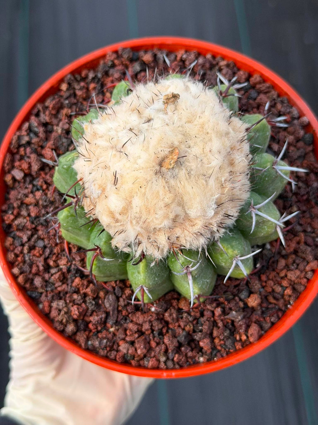 Discocactus heptacanthus × placentiformis Hybrid #175 — Rare Collector Cactus