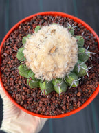 Discocactus heptacanthus × placentiformis Hybrid #175 — Rare Collector Cactus