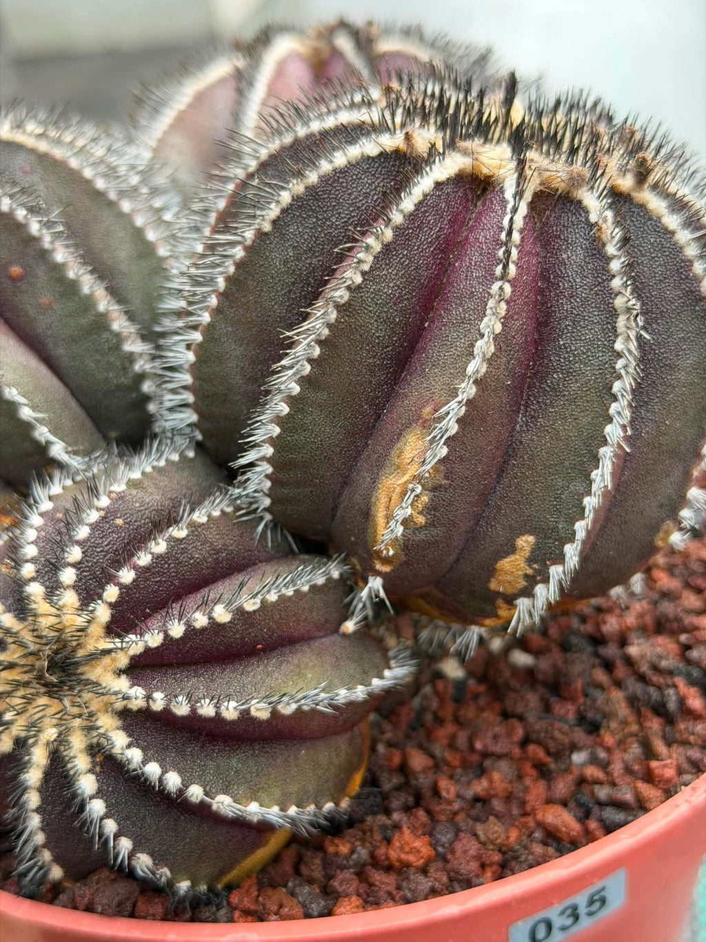 Uebelmannia Pectinifera Cluster #35 | Rare Purple Ribbed Cactus | Live Collector Specimen