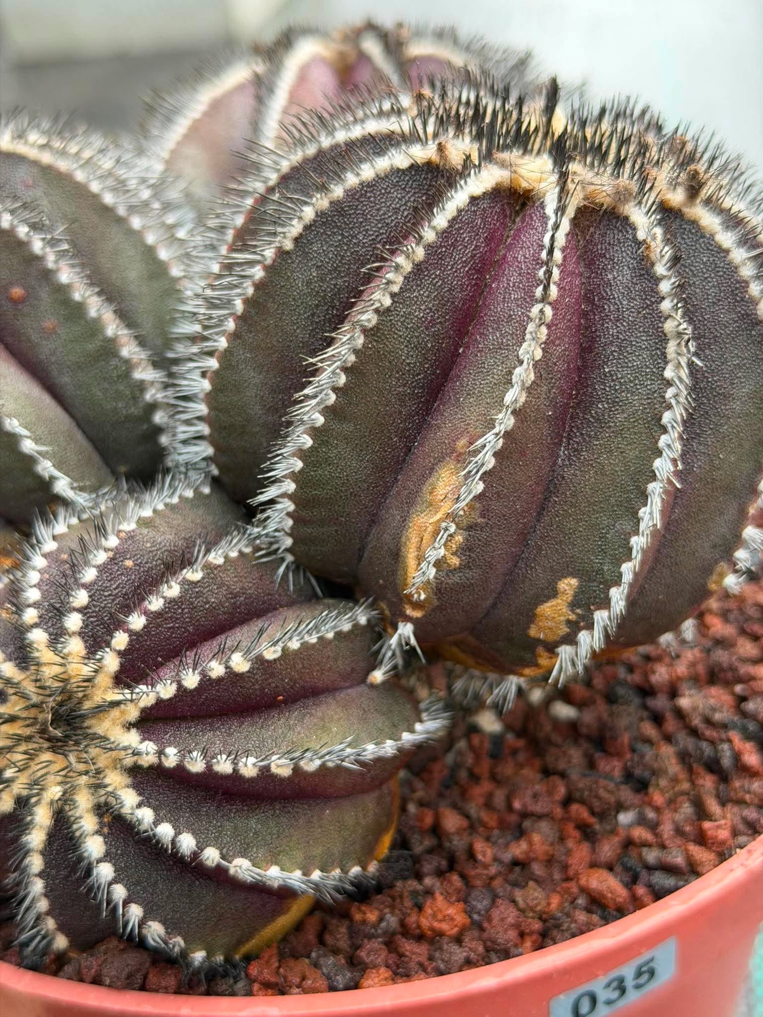Uebelmannia Pectinifera Cluster #35 | Rare Purple Ribbed Cactus | Live Collector Specimen