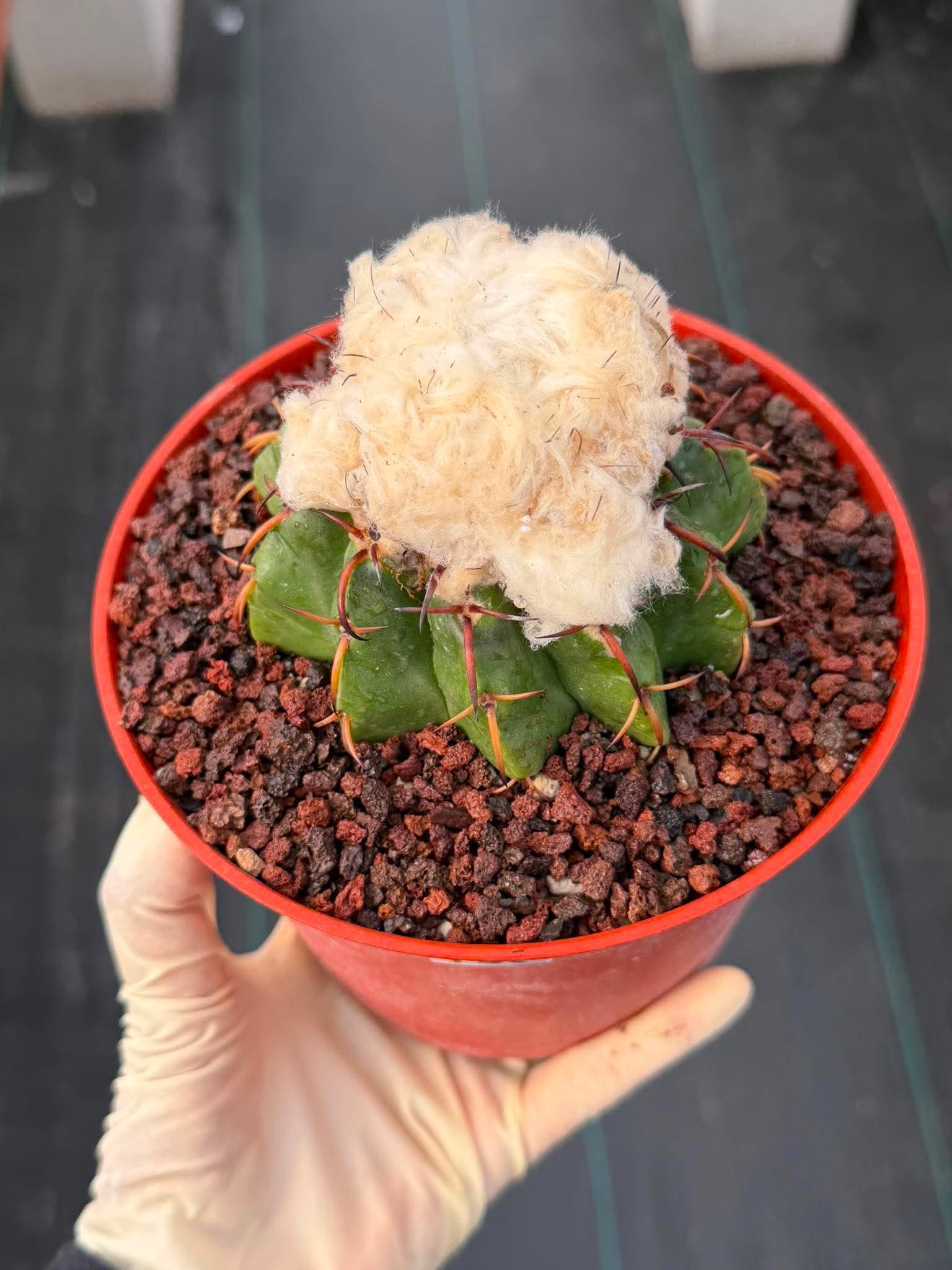 Discocactus heptacanthus × placentiformis Hybrid #728 — Rare Collector Cactus