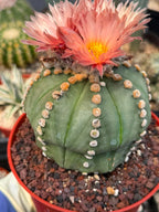 Astrophytum Asterias ‘Rensei’ – Rare Pink Flower Cactus Collector Specimen