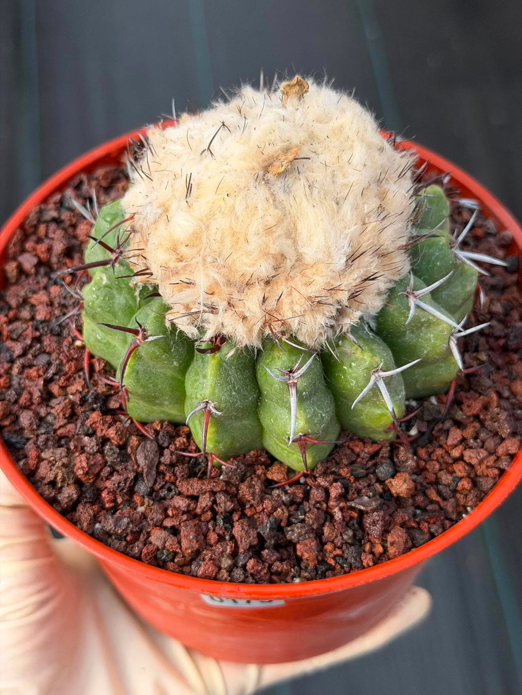 Discocactus heptacanthus × placentiformis Hybrid #175 — Rare Collector Cactus