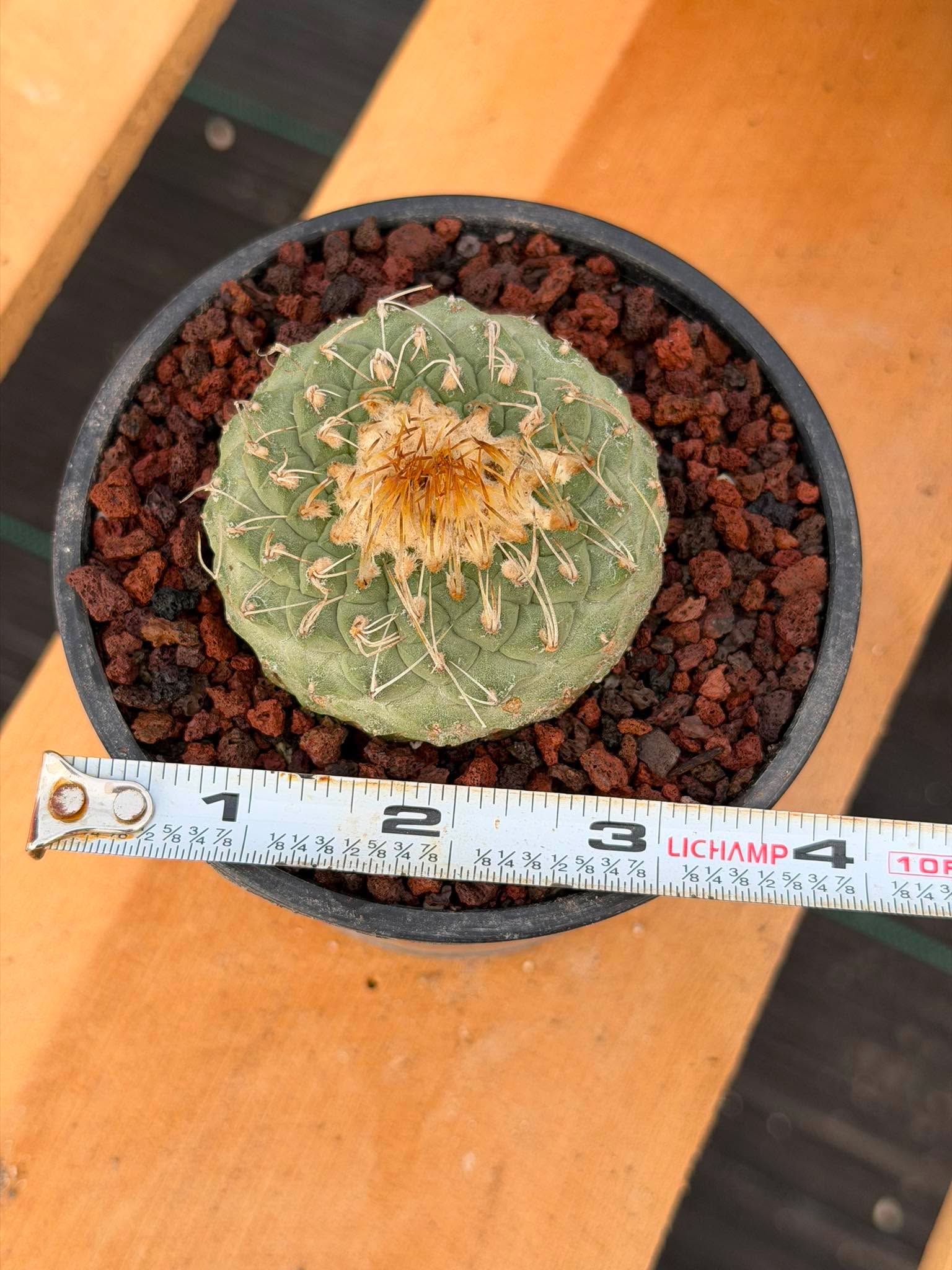 Strombocactus #174 — Rare Seed-Grown Collector Cactus