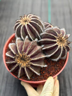 Uebelmannia Pectinifera Cluster #35 | Rare Purple Ribbed Cactus | Live Collector Specimen