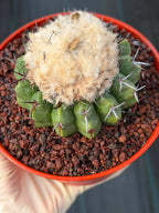 Discocactus heptacanthus × placentiformis Hybrid #175 — Rare Collector Cactus