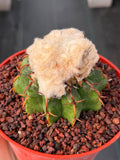 Discocactus heptacanthus × placentiformis Hybrid #728 — Rare Collector Cactus