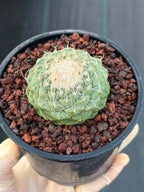 Strombocactus Seed‑Grown Rare Live Cactus #190 | Collector Specimen Plant | Succulent Houseplant