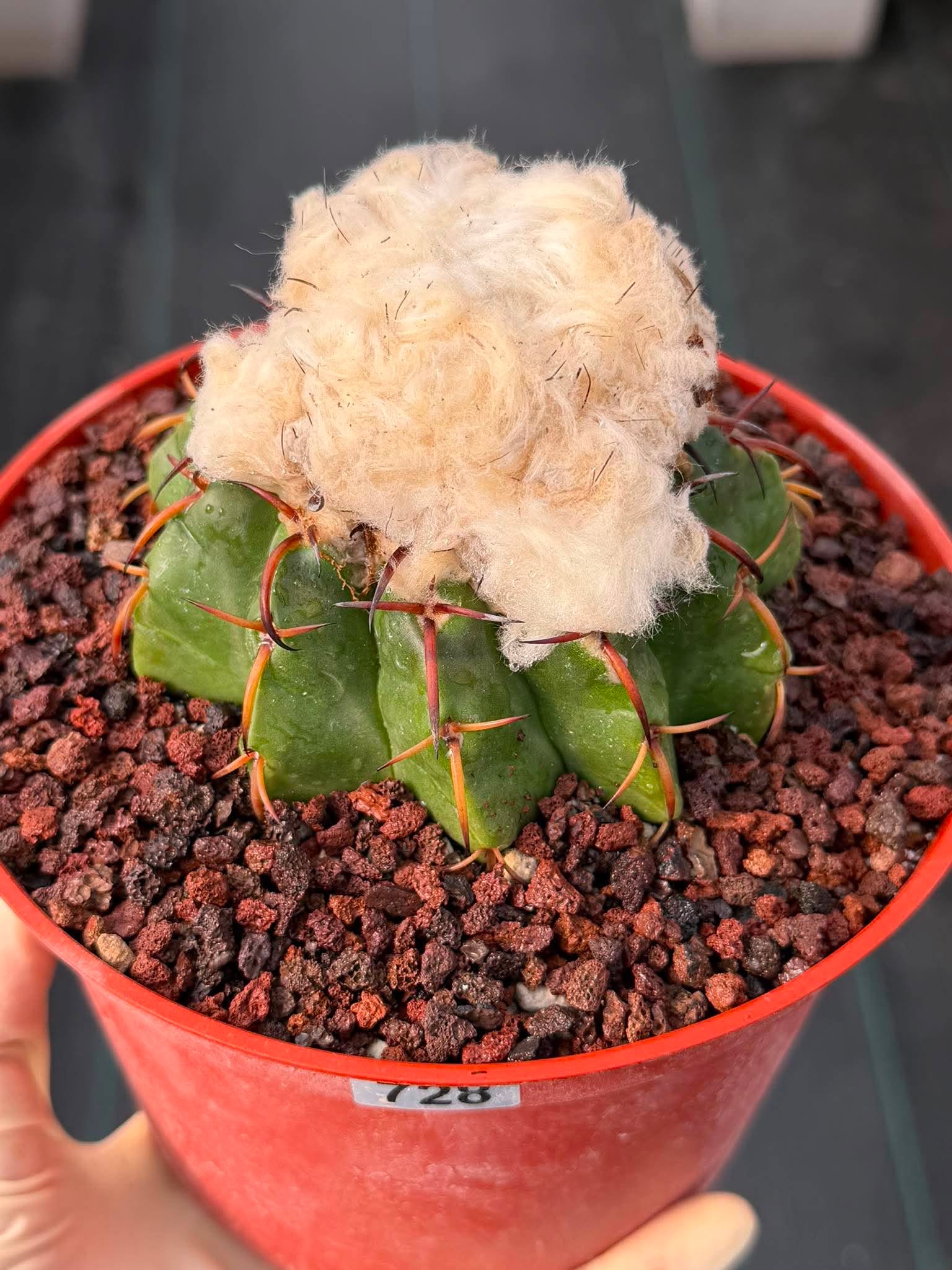 Discocactus heptacanthus × placentiformis Hybrid #728 — Rare Collector Cactus