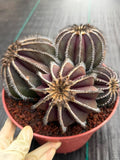 Uebelmannia Pectinifera Cluster #35 | Rare Purple Ribbed Cactus | Live Collector Specimen