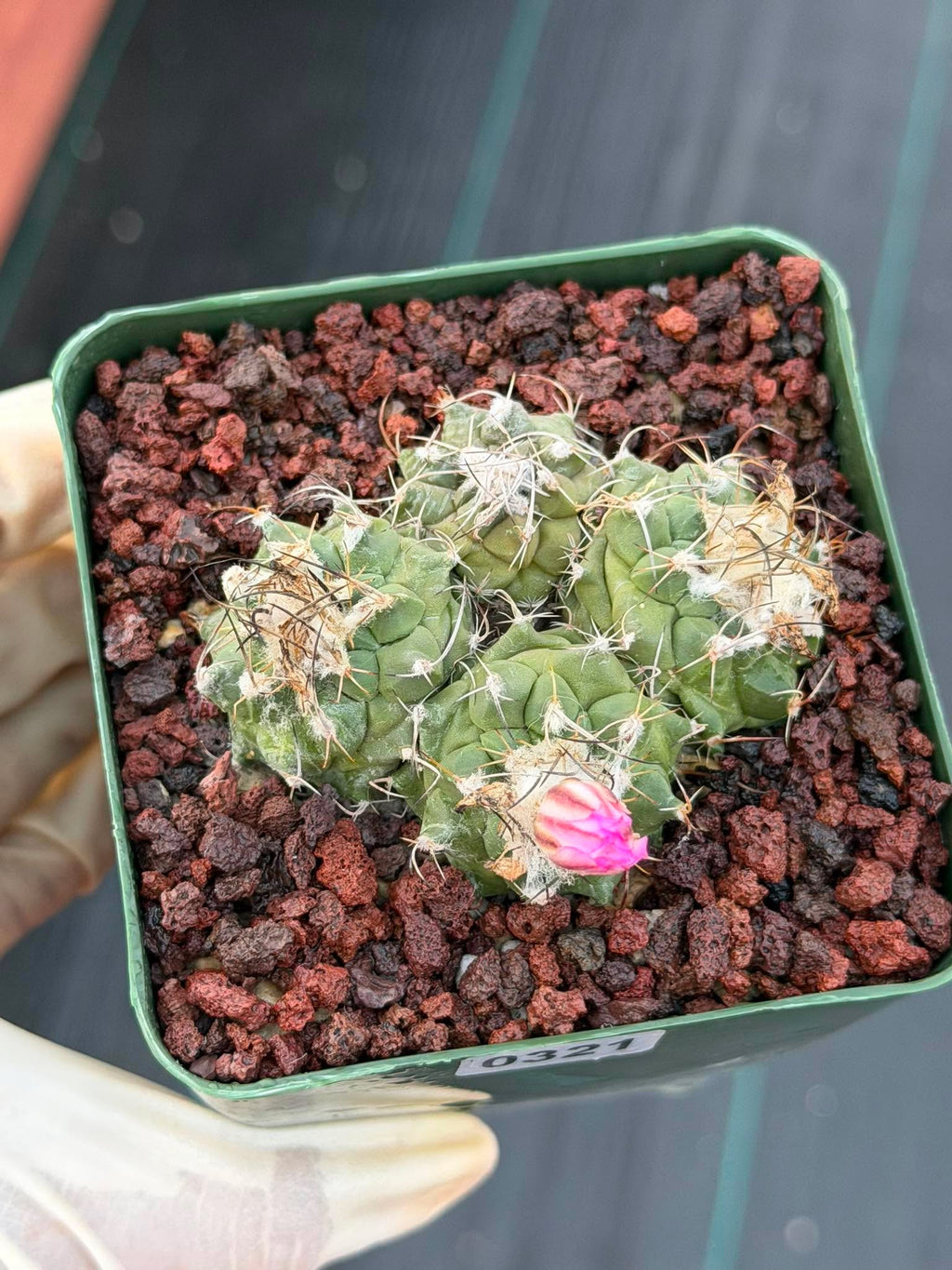 Turbinicarpus Cluster Seed‑Grown Rare Live Cactus #321 | Collector Specimen Plant | Succulent Houseplant