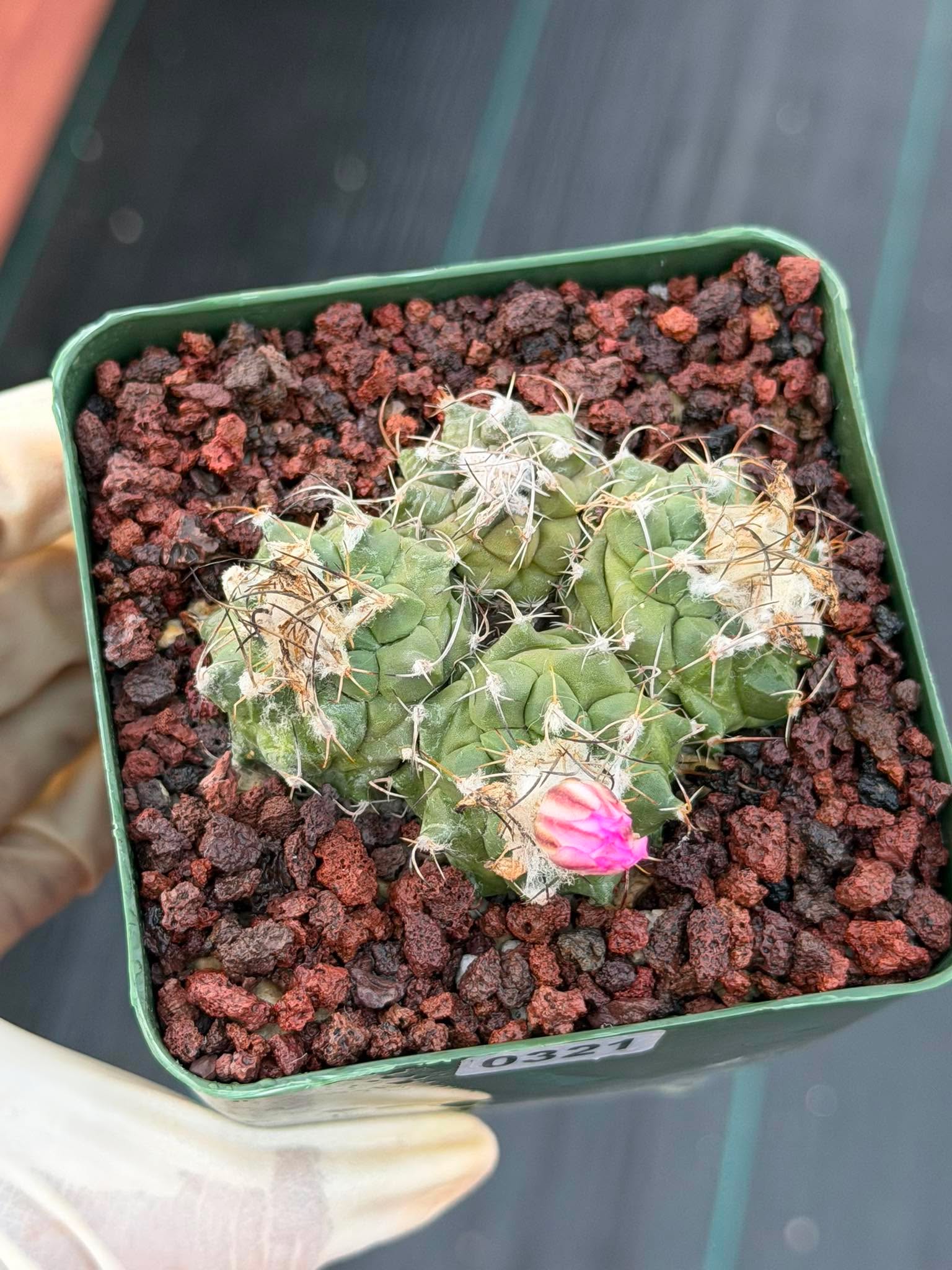 Turbinicarpus Cluster Seed‑Grown Rare Live Cactus #321 | Collector Specimen Plant | Succulent Houseplant