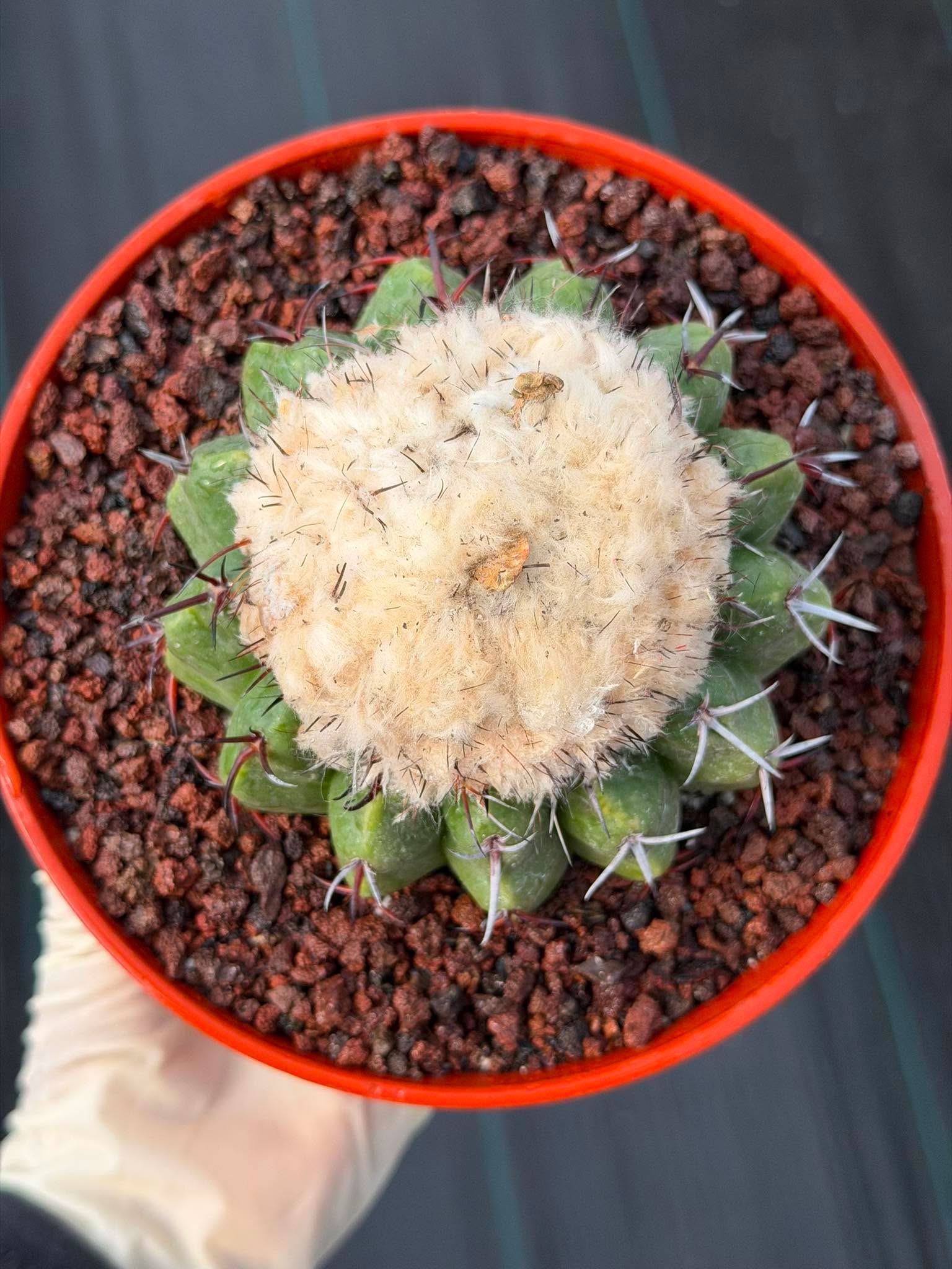 Discocactus heptacanthus × placentiformis Hybrid #175 — Rare Collector Cactus