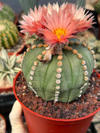 Astrophytum Asterias ‘Rensei’ – Rare Pink Flower Cactus Collector Specimen