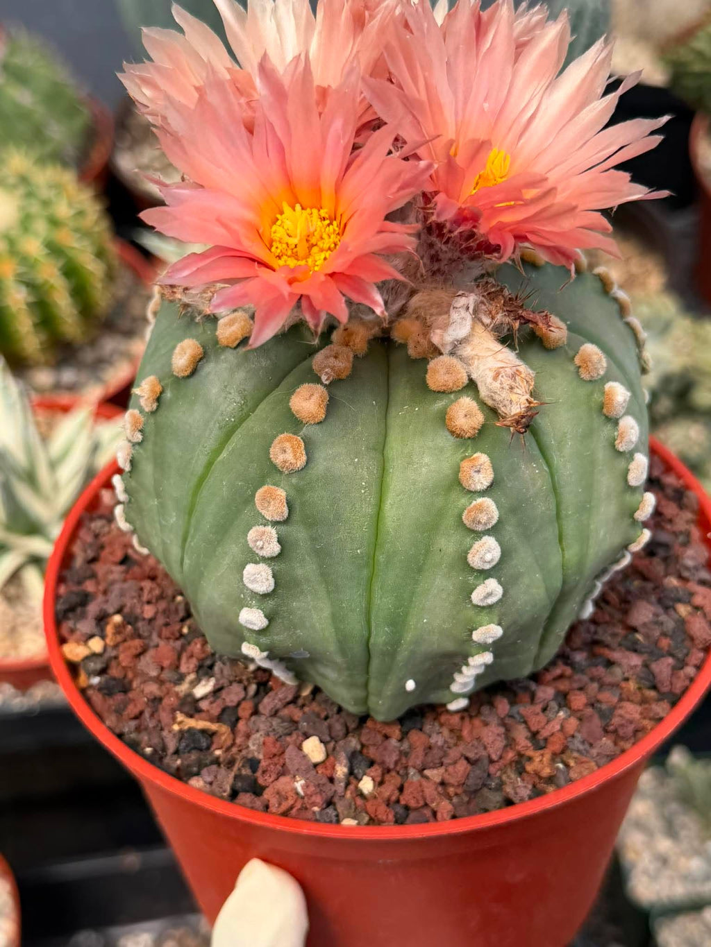 Astrophytum Asterias ‘Rensei’ – Rare Pink Flower Cactus Collector Specimen