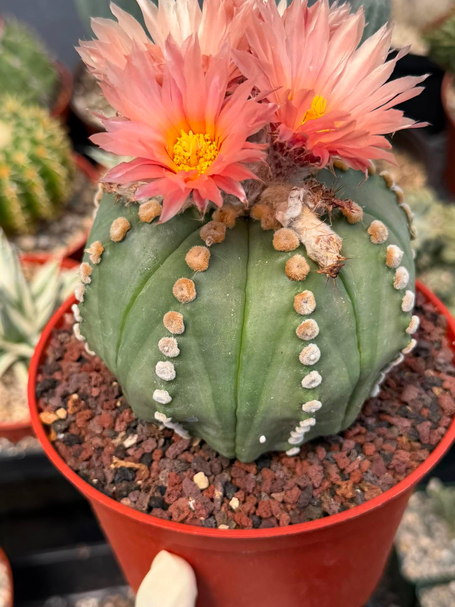 Astrophytum Asterias ‘Rensei’ – Rare Pink Flower Cactus Collector Specimen