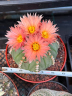 Astrophytum Asterias ‘Rensei’ – Rare Pink Flower Cactus Collector Specimen