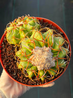 Discocactus Double‑Head #163 – Rare Seed‑Grown Live Cactus