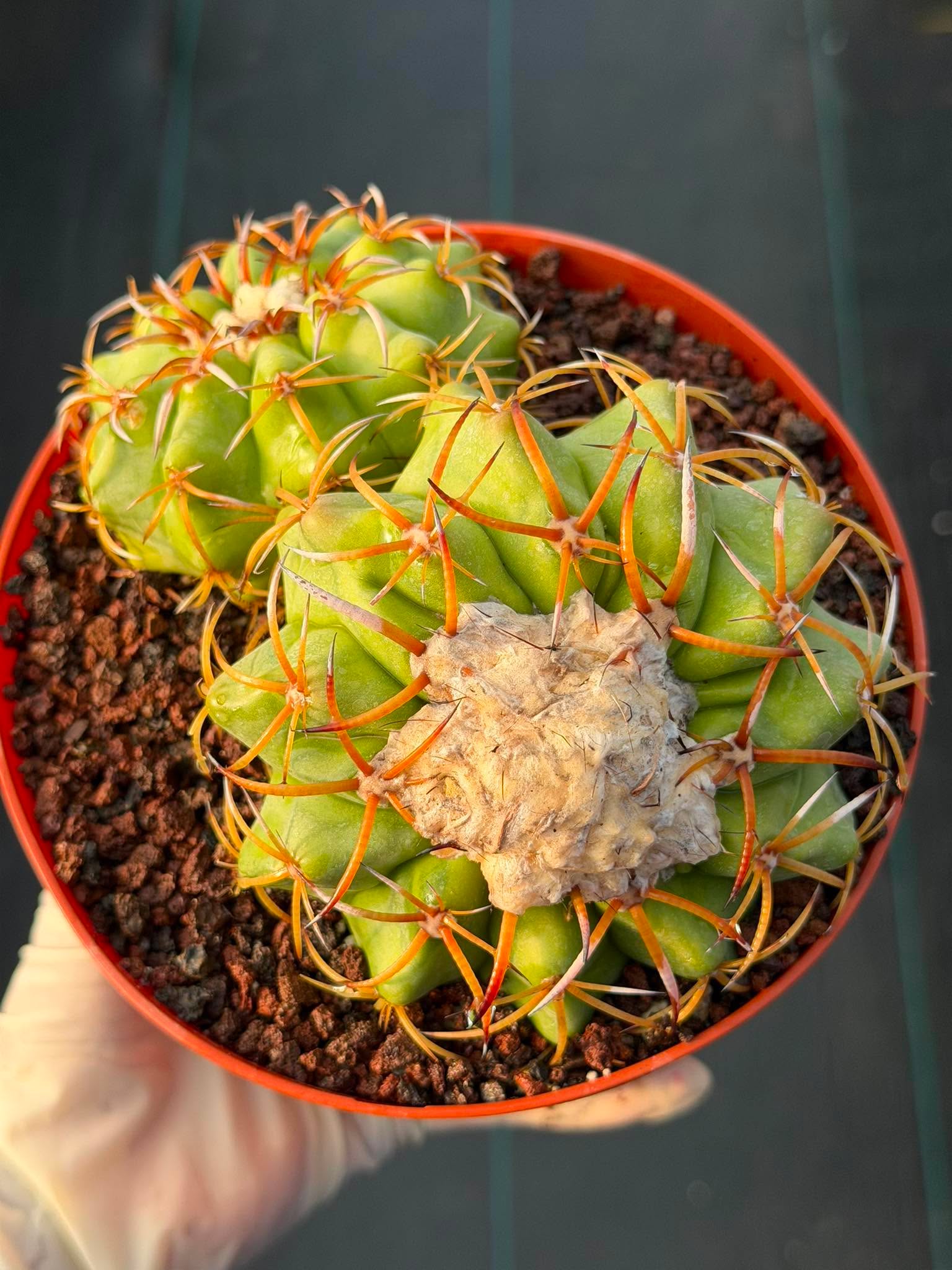 Discocactus Double‑Head #163 – Rare Seed‑Grown Live Cactus