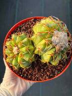 Discocactus Double‑Head #163 – Rare Seed‑Grown Live Cactus