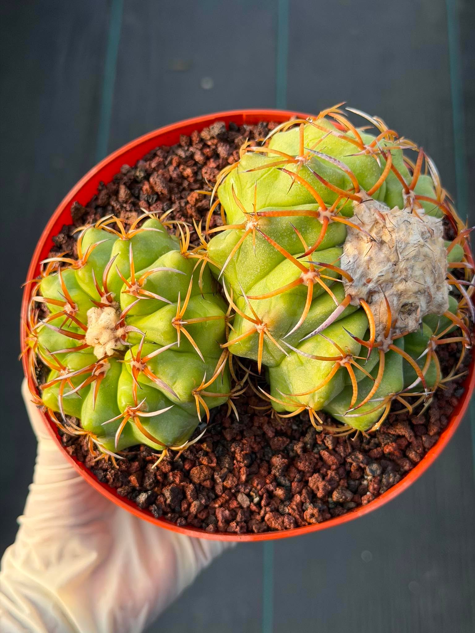 Discocactus Double‑Head #163 – Rare Seed‑Grown Live Cactus