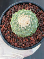 Strombocactus Seed‑Grown Rare Live Cactus #190 | Collector Specimen Plant | Succulent Houseplant