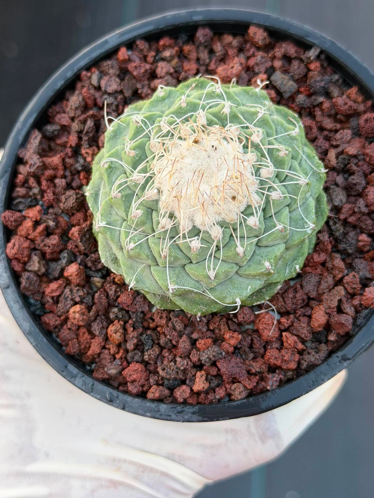 Strombocactus Seed‑Grown Rare Live Cactus #190 | Collector Specimen Plant | Succulent Houseplant