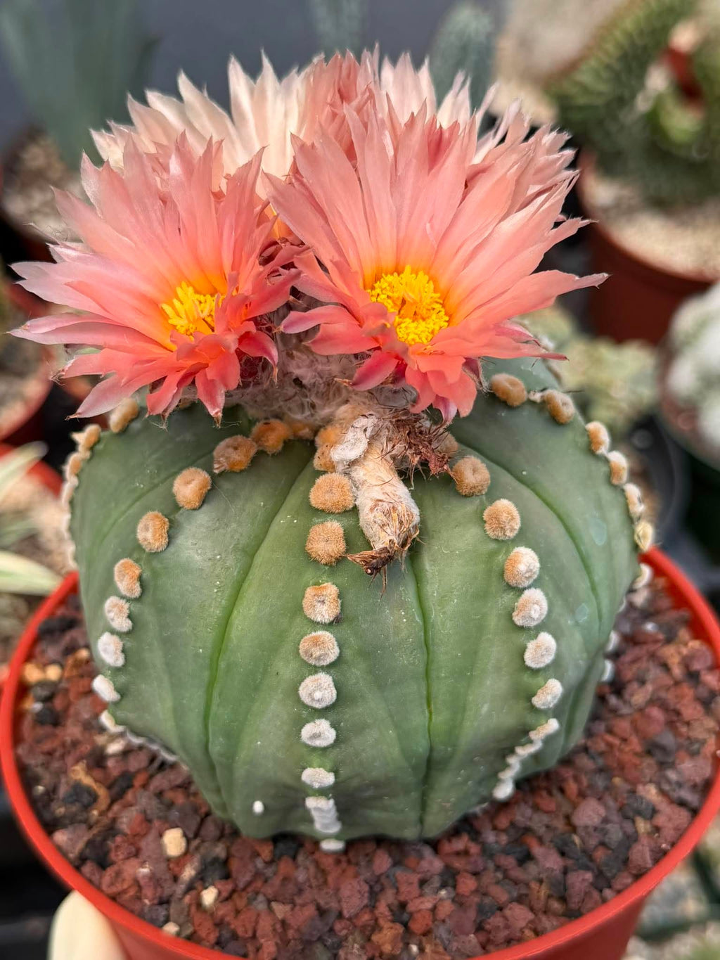 Astrophytum Asterias ‘Rensei’ – Rare Pink Flower Cactus Collector Specimen
