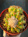 Discocactus Double‑Head #163 – Rare Seed‑Grown Live Cactus