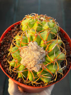 Discocactus Double‑Head #163 – Rare Seed‑Grown Live Cactus
