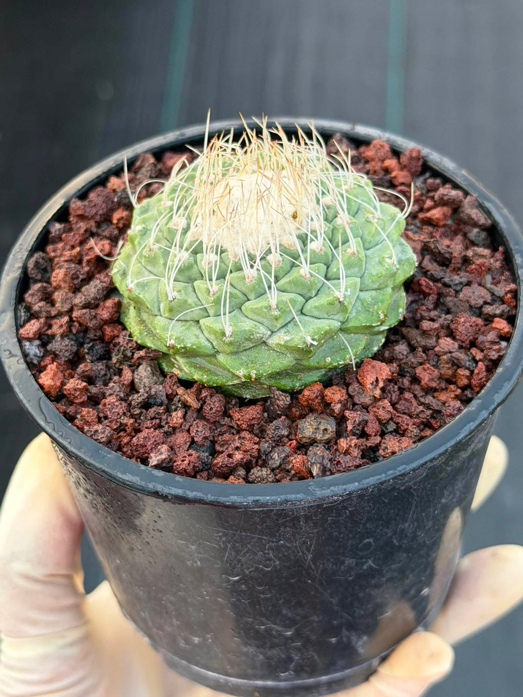 Strombocactus Seed‑Grown Rare Live Cactus #190 | Collector Specimen Plant | Succulent Houseplant