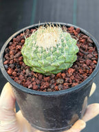 Strombocactus Seed‑Grown Rare Live Cactus #190 | Collector Specimen Plant | Succulent Houseplant