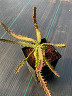 Euphorbia Microcantha #363 – Rare Collector Succulent