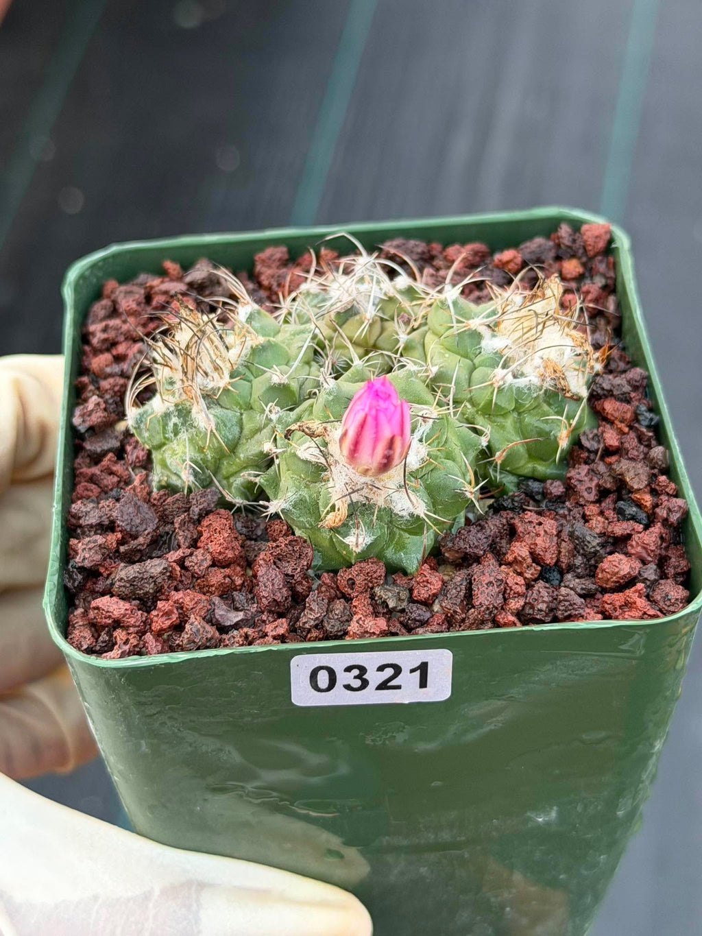 Turbinicarpus Cluster Seed‑Grown Rare Live Cactus #321 | Collector Specimen Plant | Succulent Houseplant