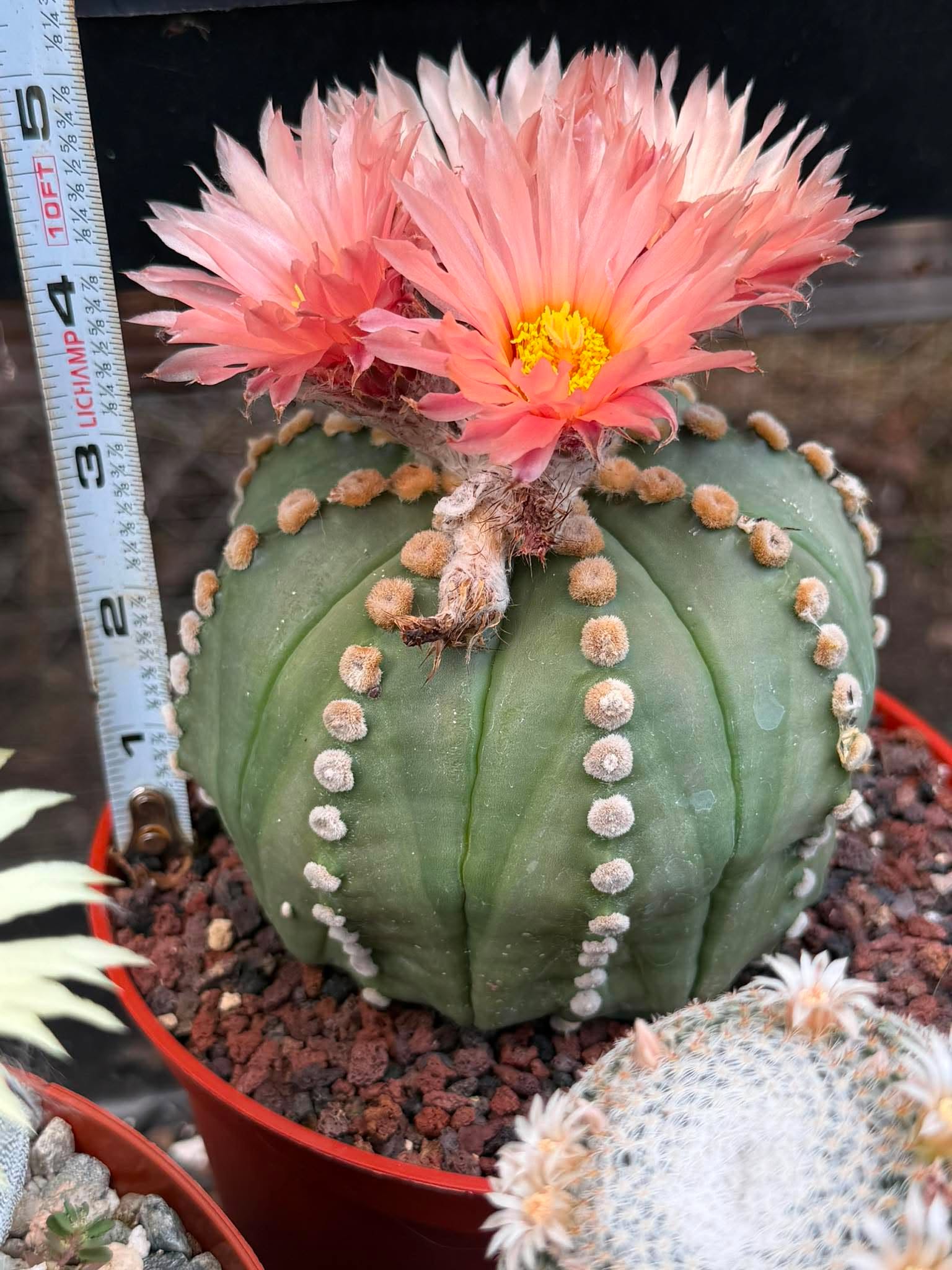 Astrophytum Asterias ‘Rensei’ – Rare Pink Flower Cactus Collector Specimen