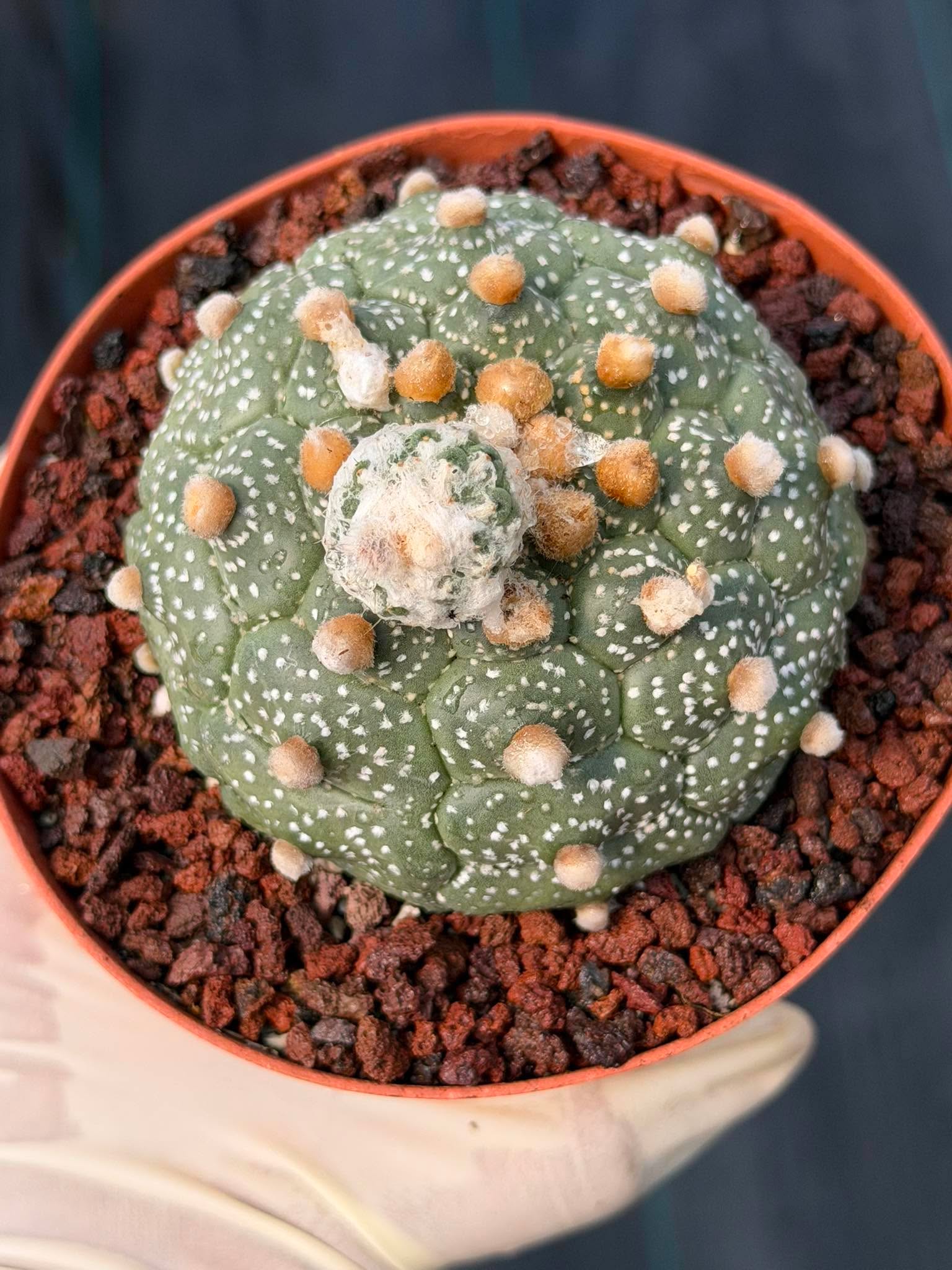 Astrophytum Kikko Turtle Form w/ Pup – White Flecks (#372)