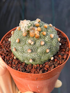 Astrophytum Kikko Turtle Form w/ Pup – White Flecks (#372)